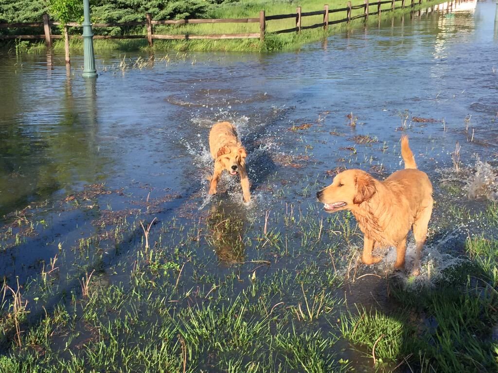 Dogs in flood